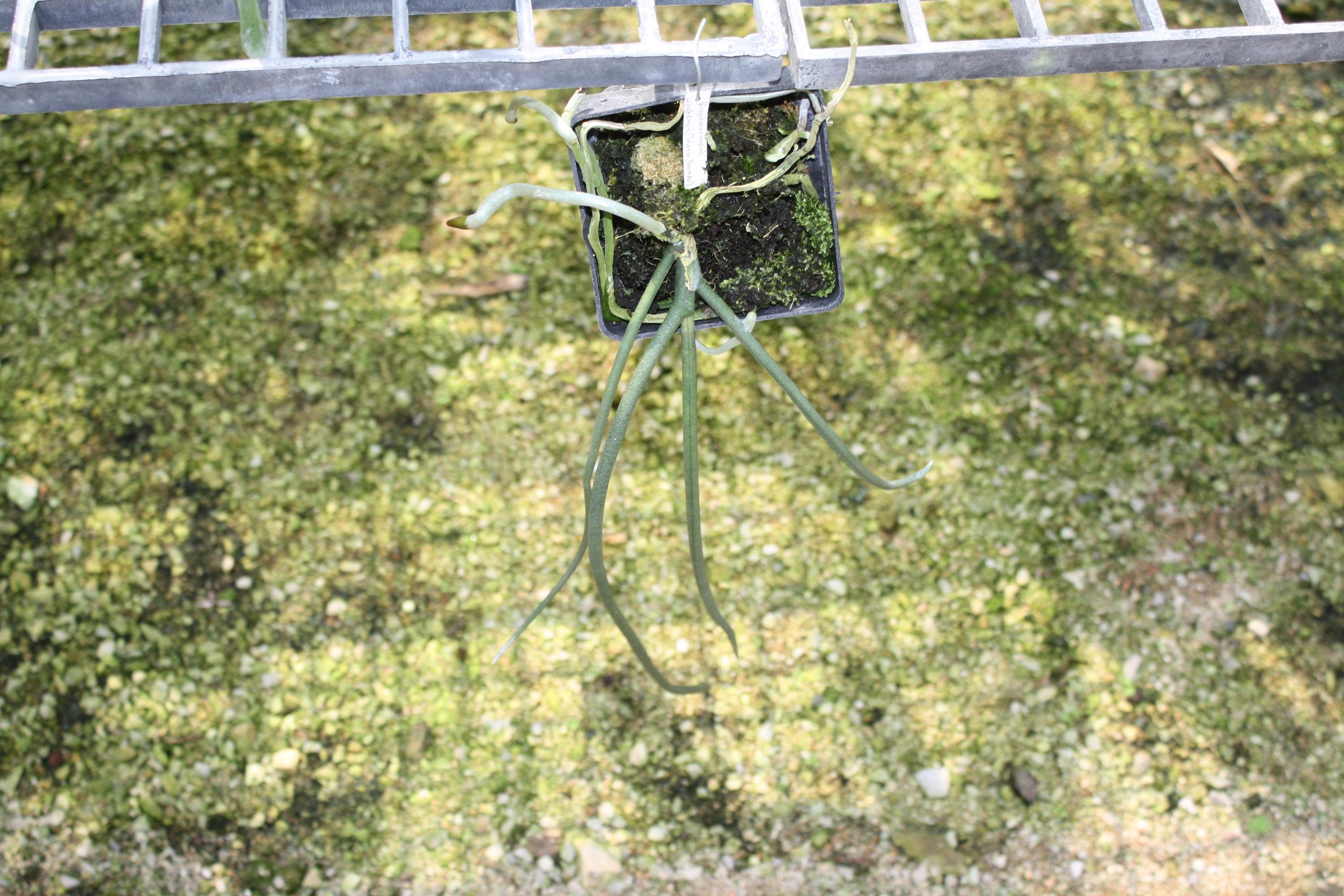 Paraphalaenopsis laycockii