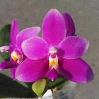 Phalaenopsis Violacea Indigo