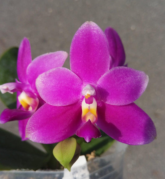 Phalaenopsis Violacea Indigo