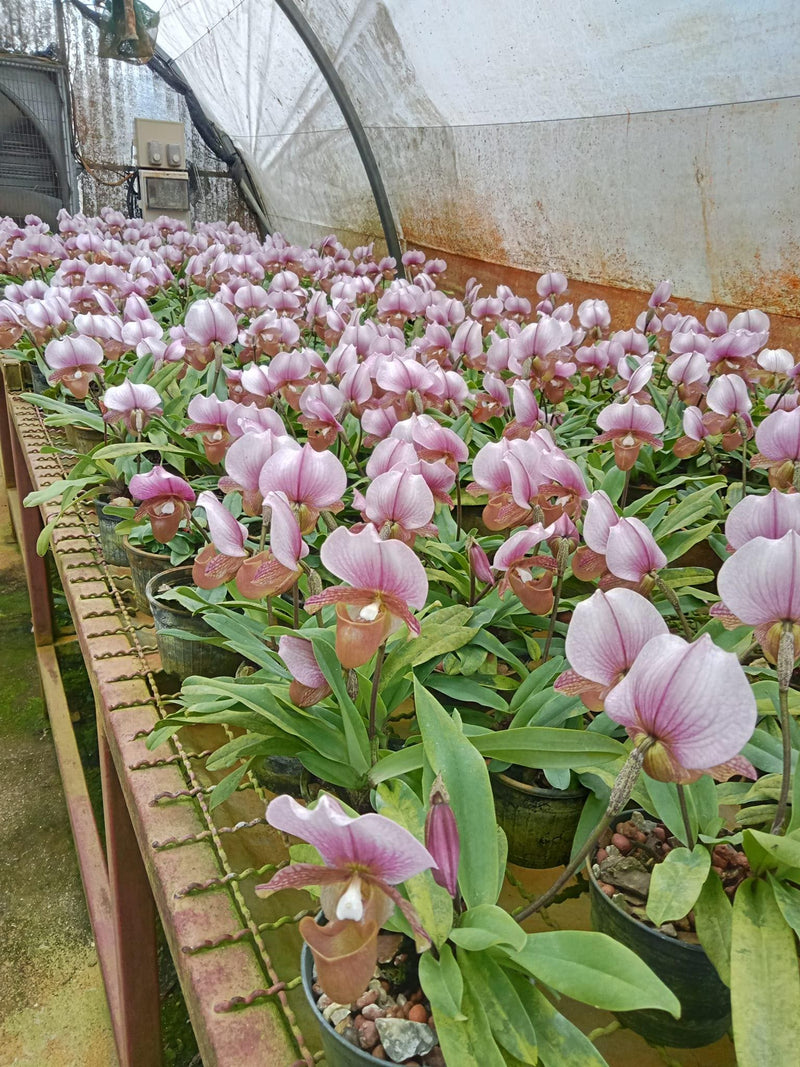 Paphiopedilum charlesworthii 1 Plant Lady slipper orchid rare orchid collection