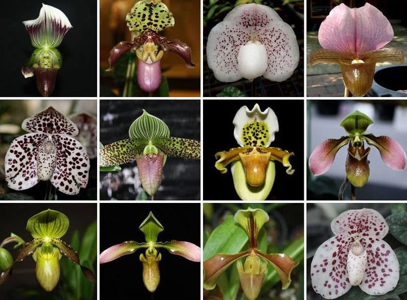 Paphiopedilum charlesworthii 1 Plant Lady slipper orchid rare orchid collection