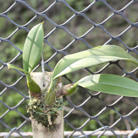 Bulbophyllum medusae