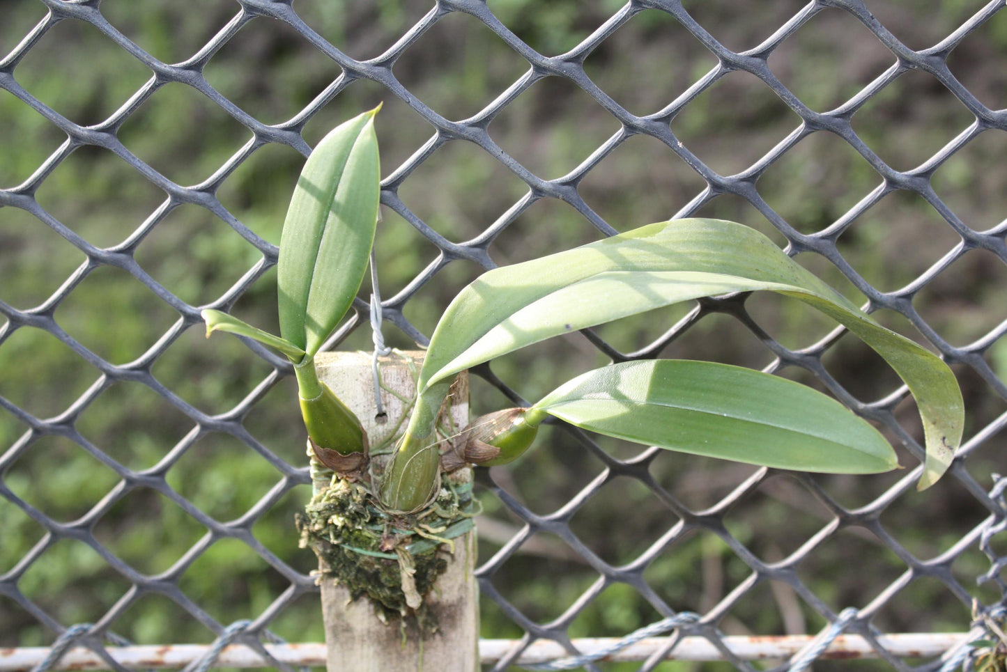 Bulbophyllum medusae