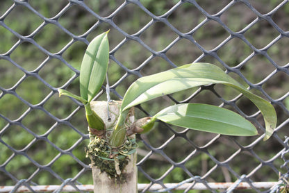 Bulbophyllum medusae