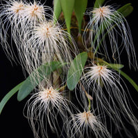 Bulbophyllum medusae