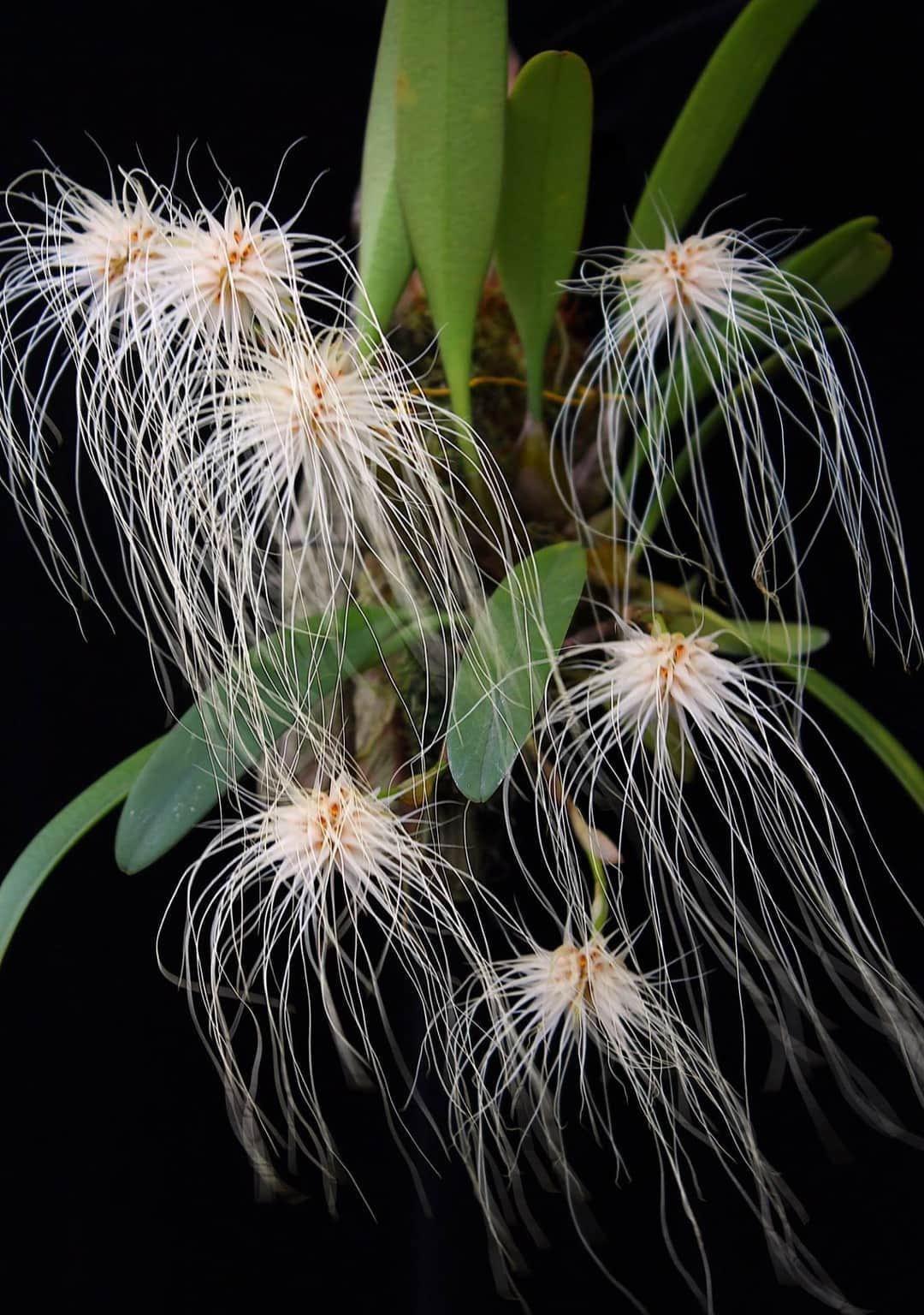 Bulbophyllum medusae