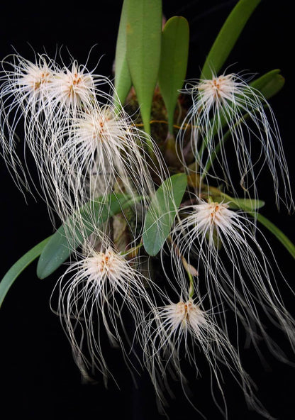 Bulbophyllum medusae