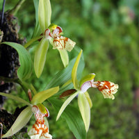 Coelogyne schilleriana