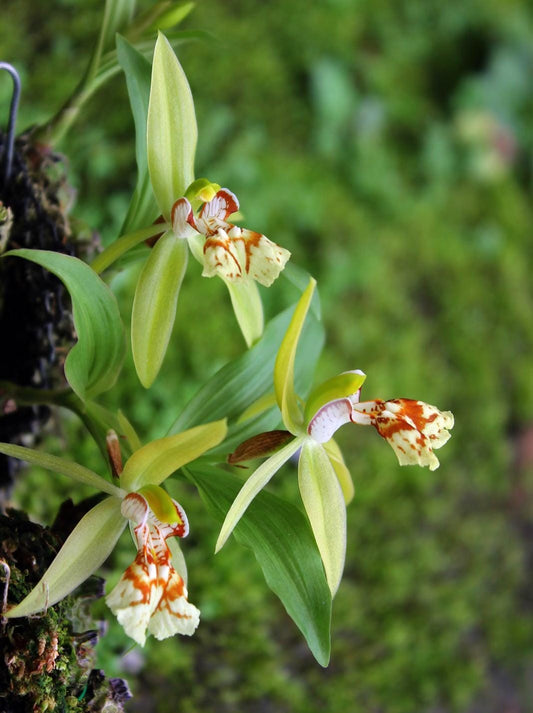 Coelogyne schilleriana