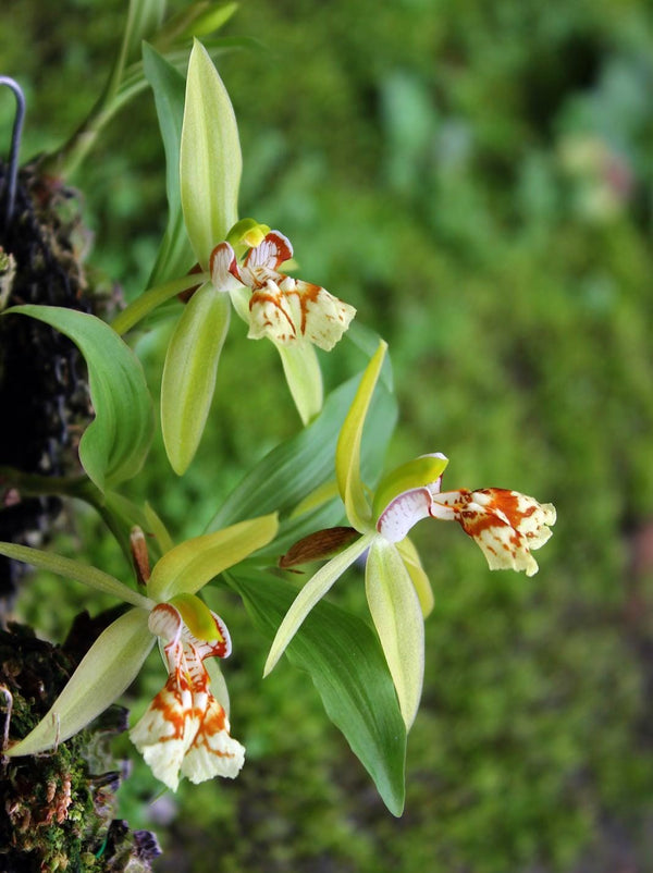 Coelogyne schilleriana  Orchid Plant: Miniatureorchid Bloom Size