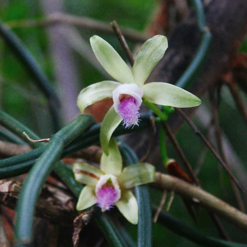 Vanilla aphylla (leafless orchid) Orchid Plant