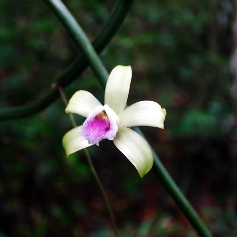 Vanilla aphylla (leafless orchid) Orchid Plant