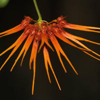 Bulbophyllum electrinum