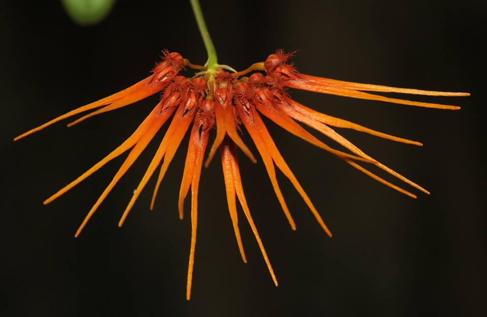 Bulbophyllum electrinum