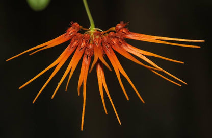 Bulbophyllum electrinum