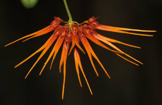 Bulbophyllum electrinum