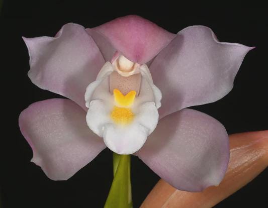 cymbidium wadae - Rare Bloom Size Cymbidium Orchids