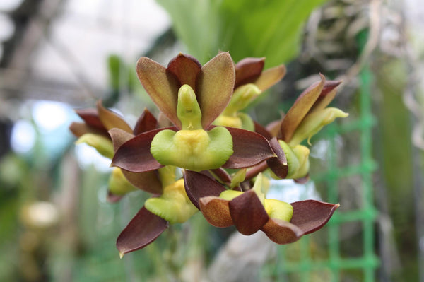 Catasetum tenebrosum - Dark-Brown Catasetum Exotic Orchid plant