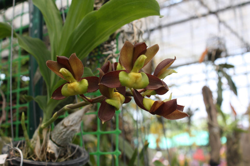 Catasetum tenebrosum - Dark-Brown Catasetum Exotic Orchid plant