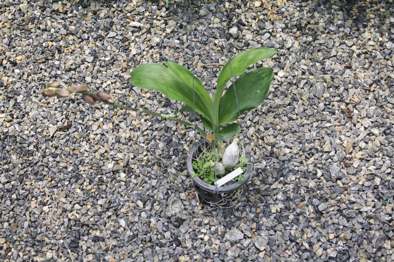 Catasetum tenebrosum - Dark-Brown Catasetum Exotic Orchid plant