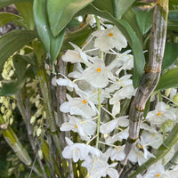Dendrobium farmeri alba