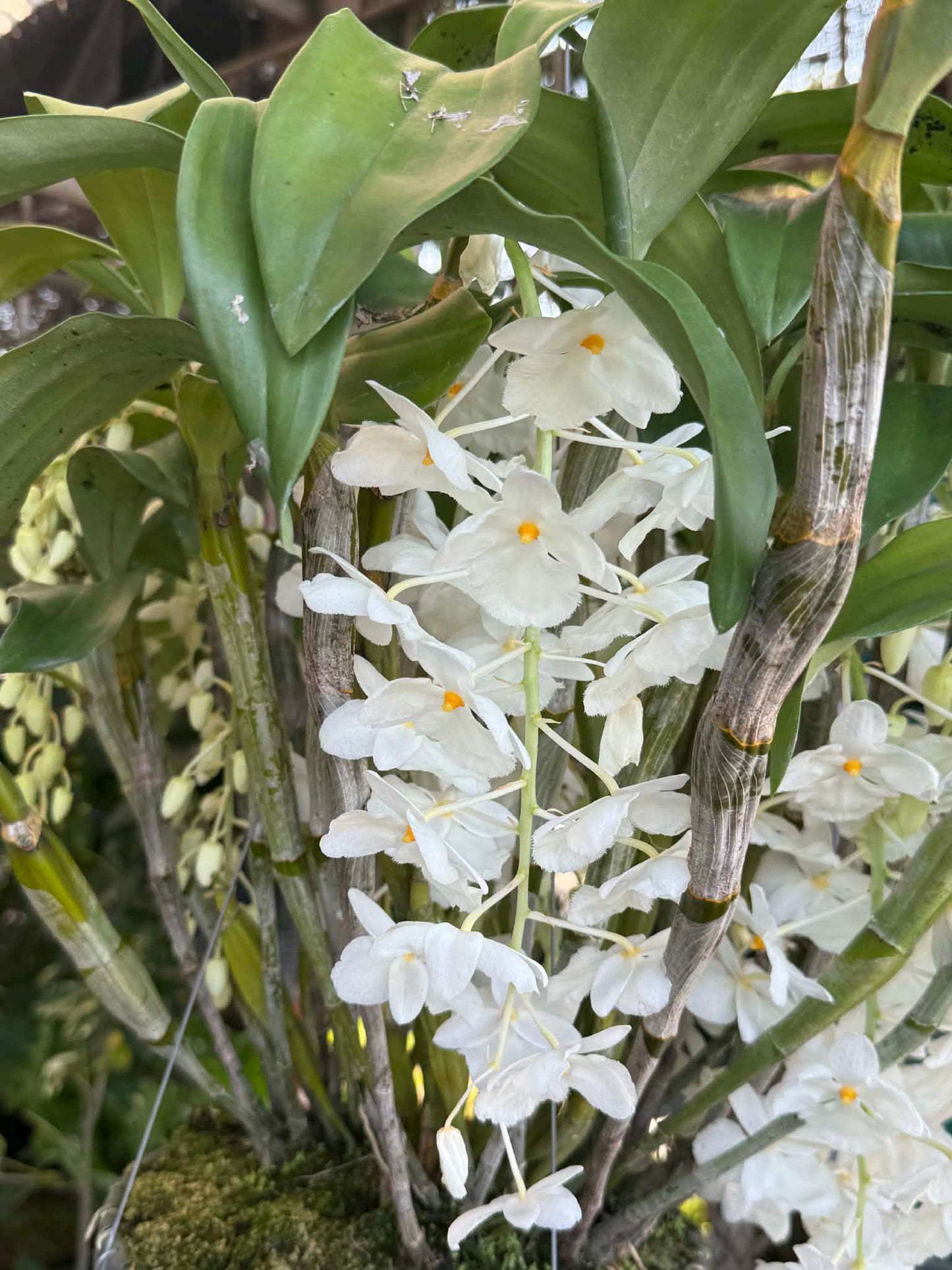 Dendrobium farmeri alba