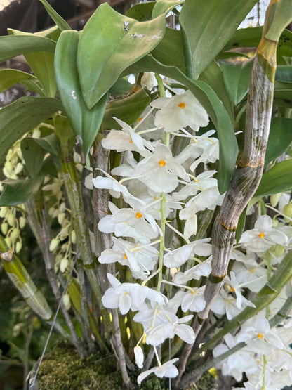 Dendrobium farmeri alba