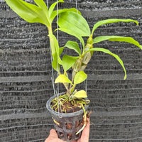 Dendrobium farmeri alba