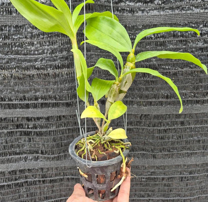 Dendrobium farmeri alba