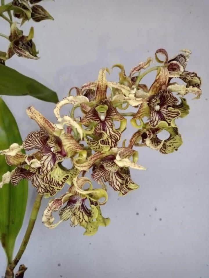 Dendrobium Memoria Asiswadi Orchid Plant (Bloom Size)