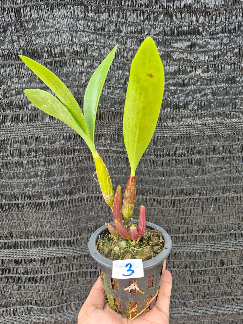 Dendrobium Memoria Asiswadi Orchid Plant (Bloom Size)