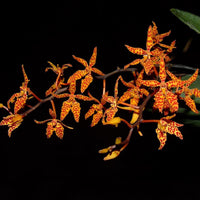 Renanthera monachica