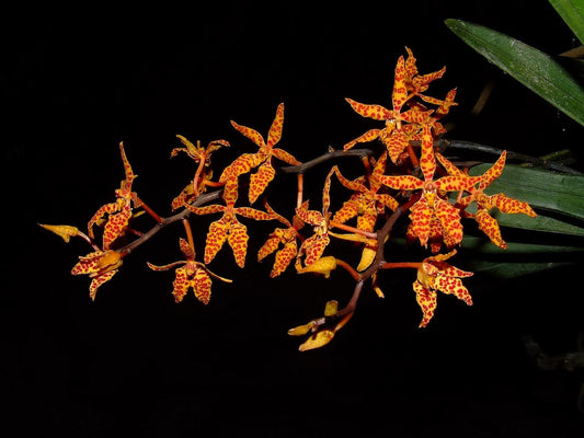 Renanthera monachica