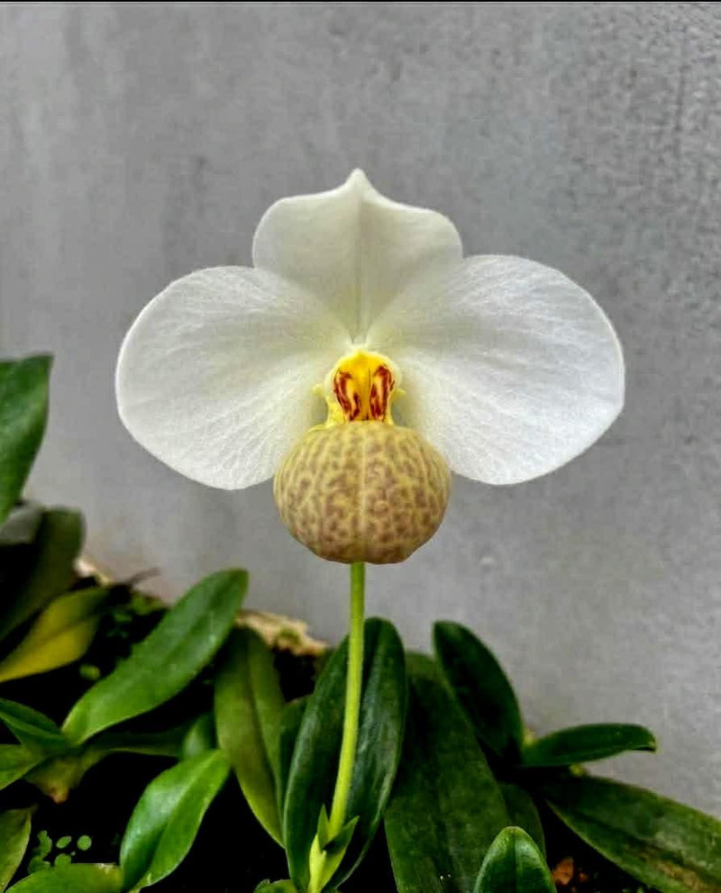 Paphiopedilum emersonii 1 Plant Orchid Plant (Bloom Size)
