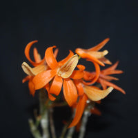 Dendrobium unicum