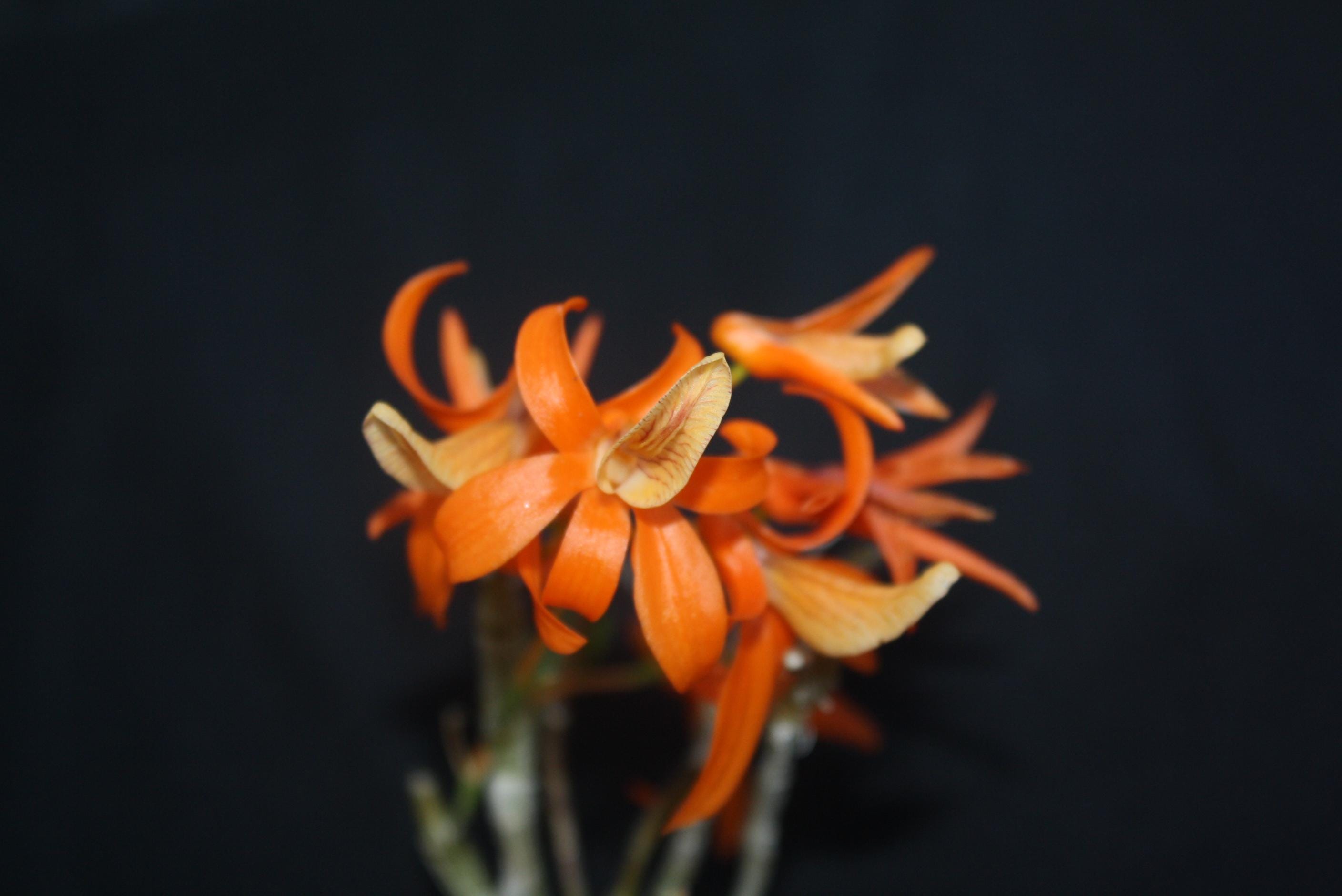 Dendrobium unicum
