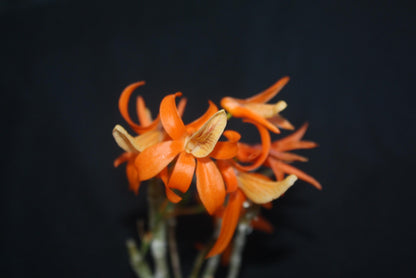 Dendrobium unicum
