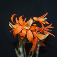 Dendrobium unicum