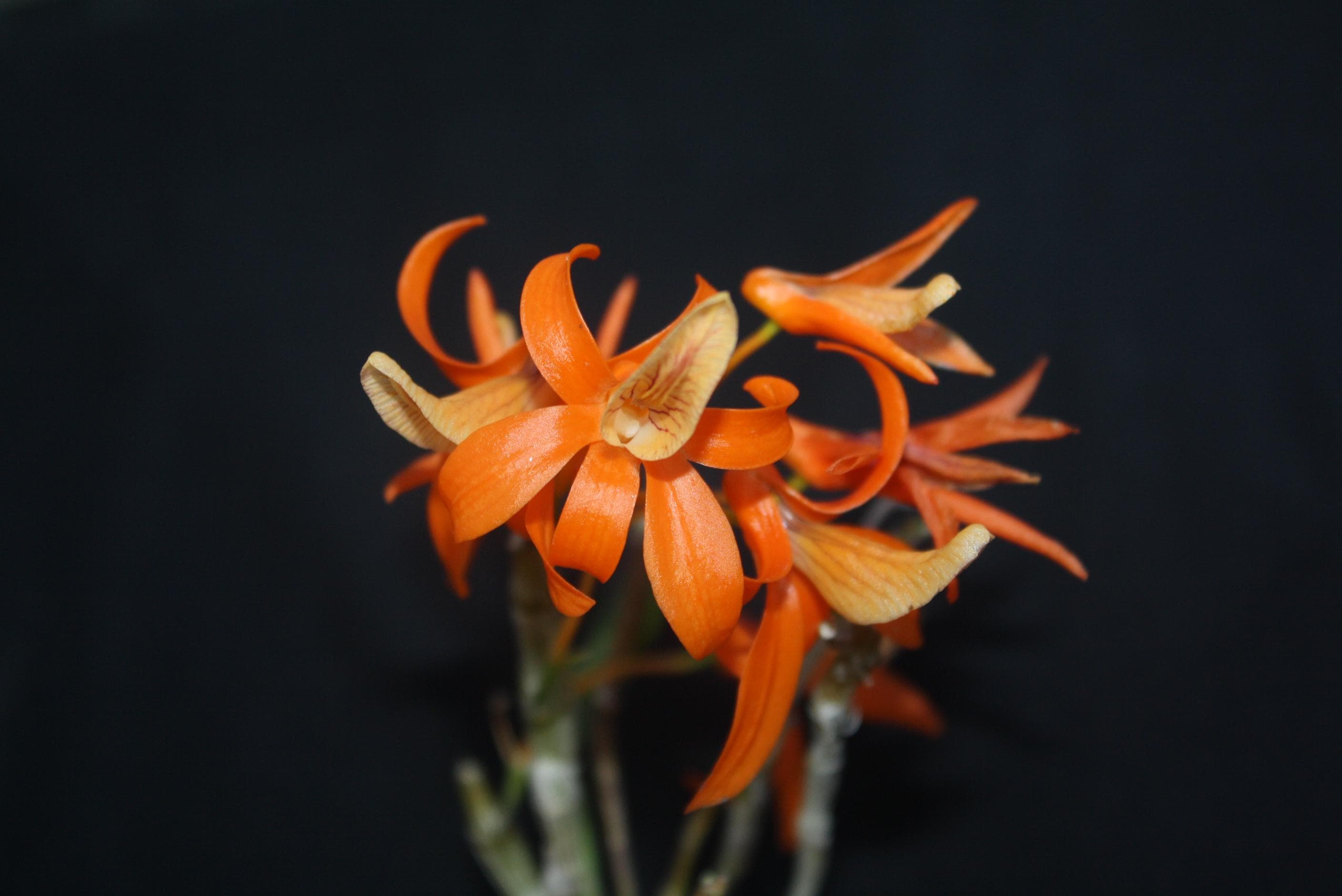 Dendrobium unicum