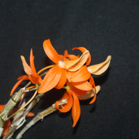 Dendrobium unicum