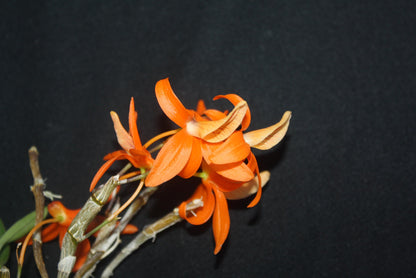 Dendrobium unicum