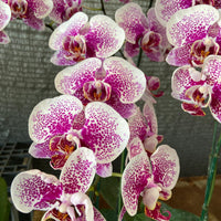 Phalaenopsis