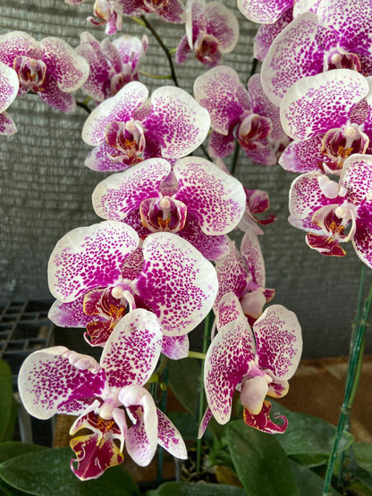 Phalaenopsis