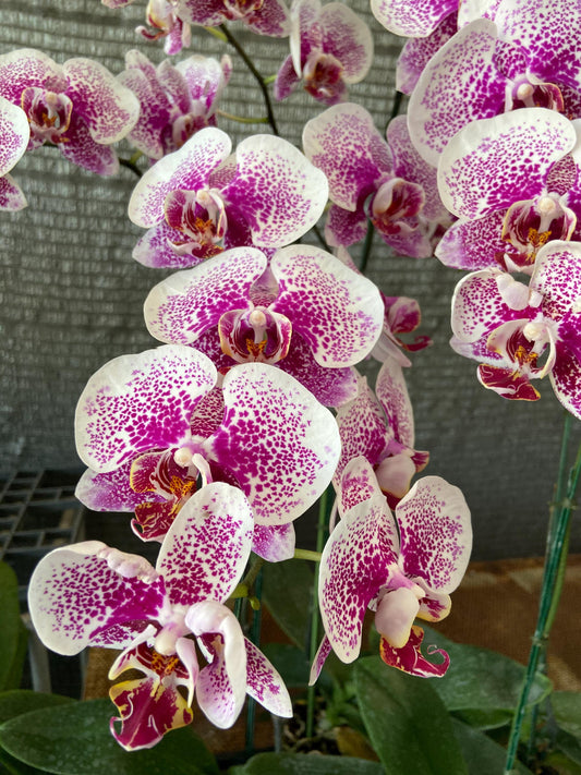 Phalaenopsis