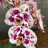 Phalaenopsis