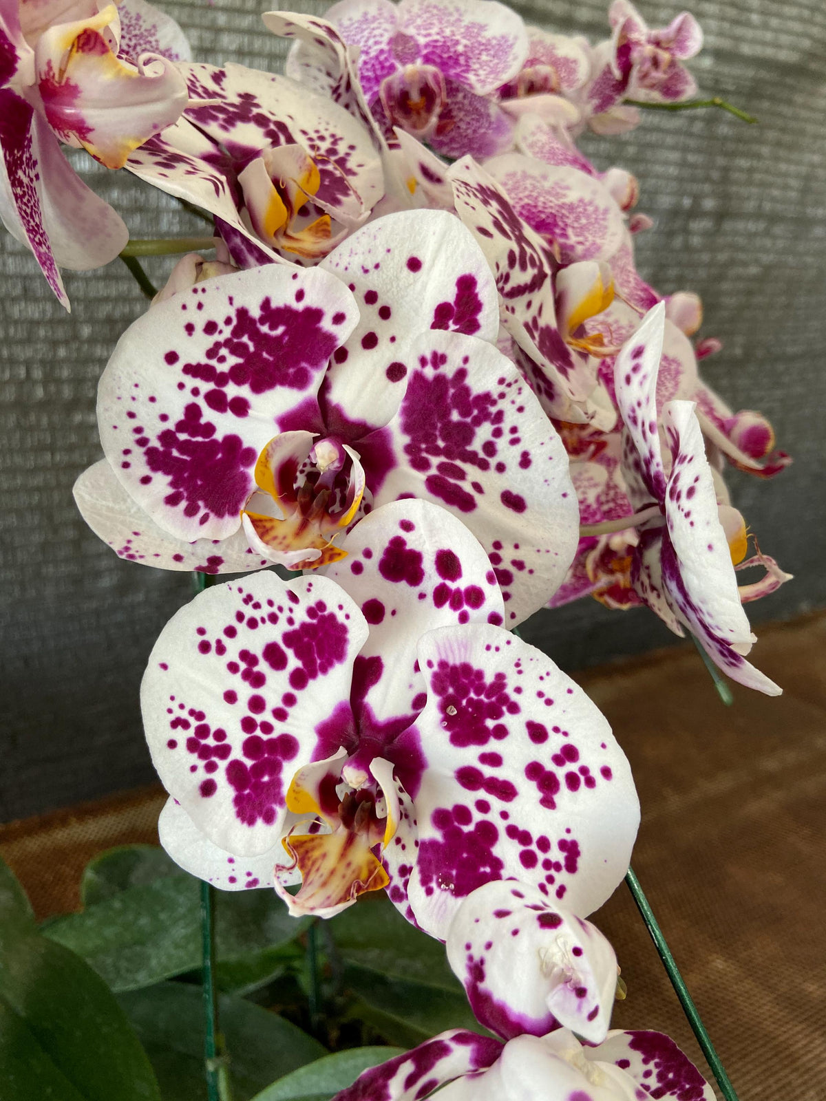 Phalaenopsis