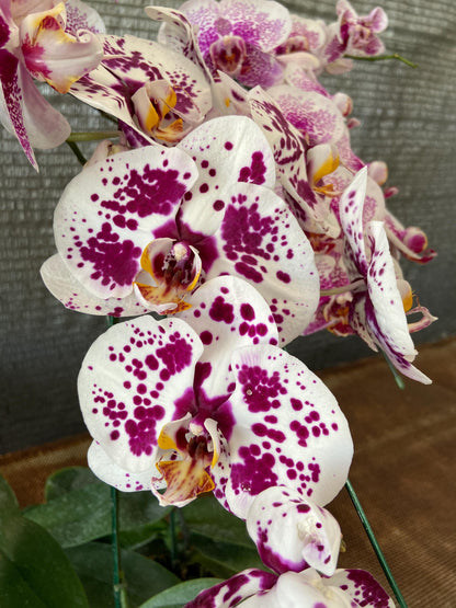 Phalaenopsis
