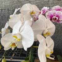 Phalaenopsis