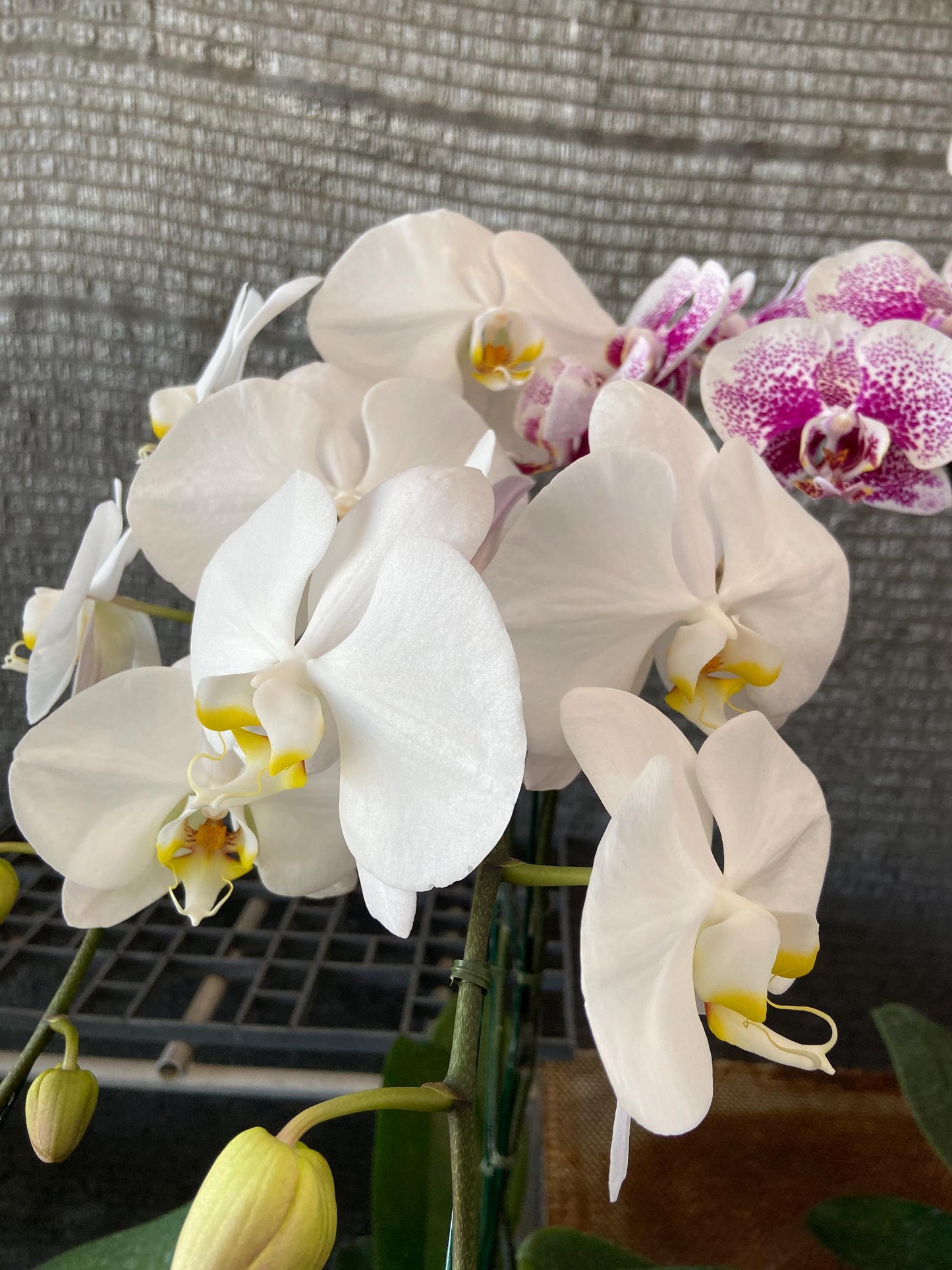 Phalaenopsis