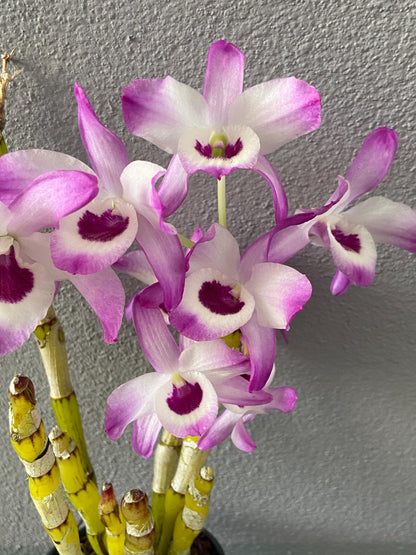 Dendrobium Nobile Pink
